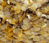 Bordado piezas metÁlicas dorado