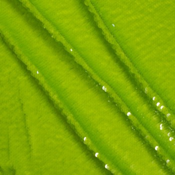 Lentejuelas mermelada kiwi