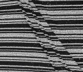 White black bicolor striped se