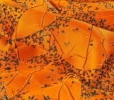 Jacquard lamÉ naranja