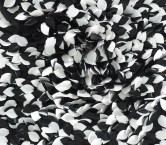 Macro gotas b/n blanco negro