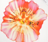 Dgn.g0849 base 584 pan.138 rosa