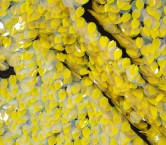 Yellow nereida sequins