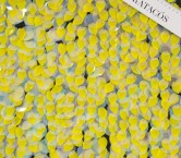 Yellow nereida sequins