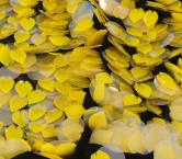 Lentejuelas nereida amarillo