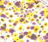 Dis.g0667 muselina paolo violeta amarillo